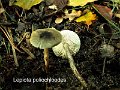 Lepiota poliochloodes-amf2056-1